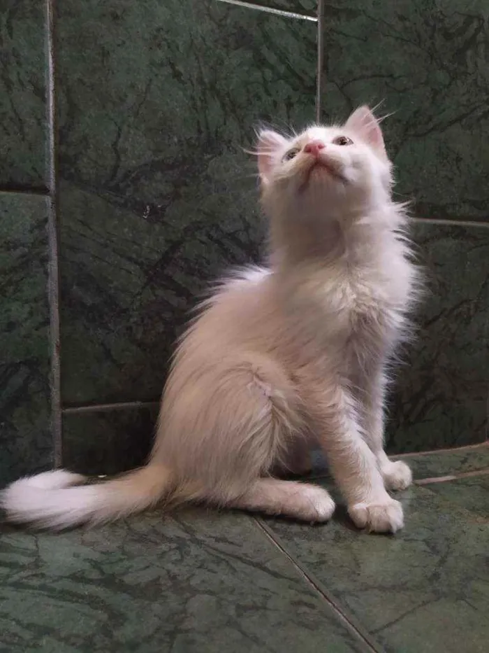 Gato ra a SDR idade Abaixo de 2 meses nome Neve