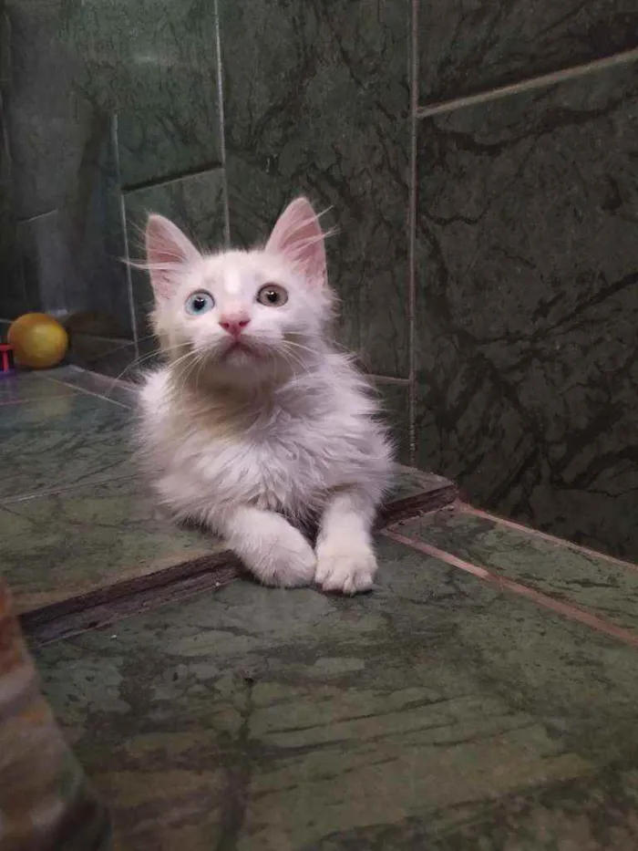 Gato ra a SDR idade Abaixo de 2 meses nome Neve