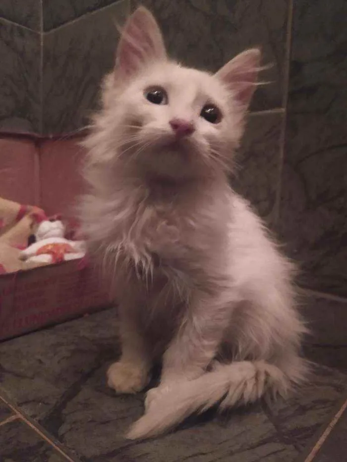 Gato ra a SDR idade Abaixo de 2 meses nome Neve