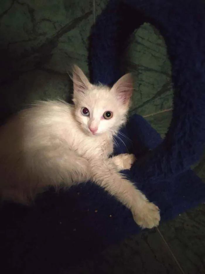 Gato ra a SDR idade Abaixo de 2 meses nome Neve