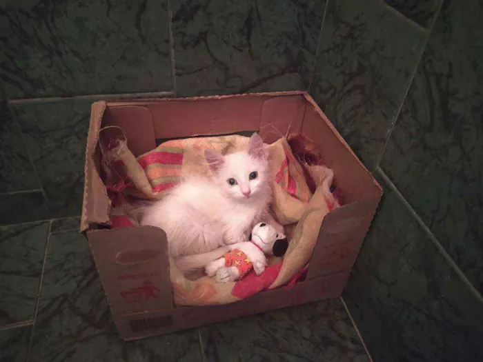 Gato ra a SDR idade Abaixo de 2 meses nome Neve