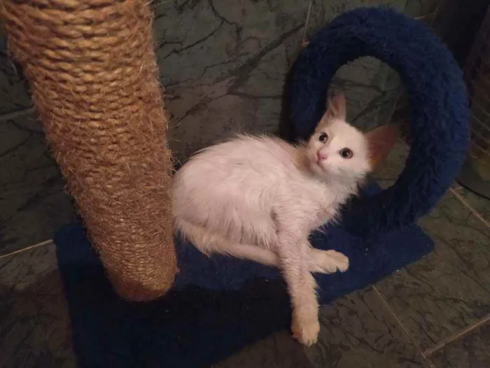 Gato ra a SDR idade Abaixo de 2 meses nome Neve