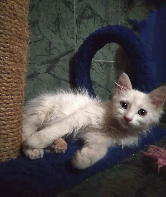 Gato ra a SDR idade Abaixo de 2 meses nome Neve