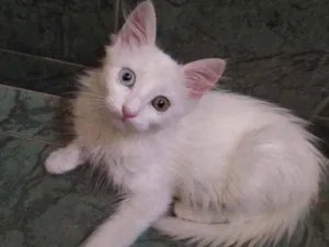 Gato raça SDR idade Abaixo de 2 meses nome Neve