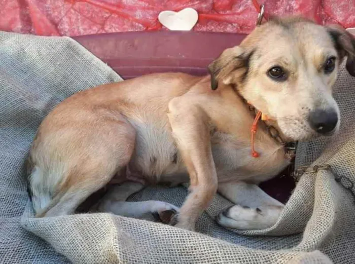 Cachorro ra a SRD idade 2 anos nome Dourada 