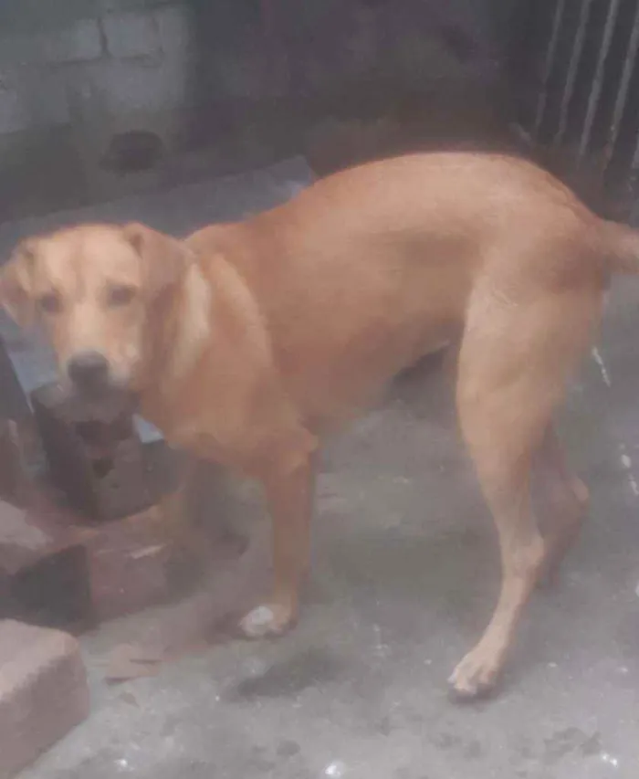 Cachorro ra a Sem raça idade 1 ano nome Sem nome