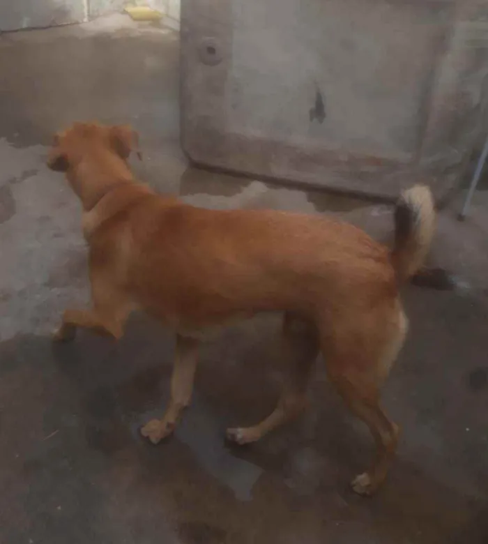 Cachorro ra a Sem raça idade 1 ano nome Sem nome