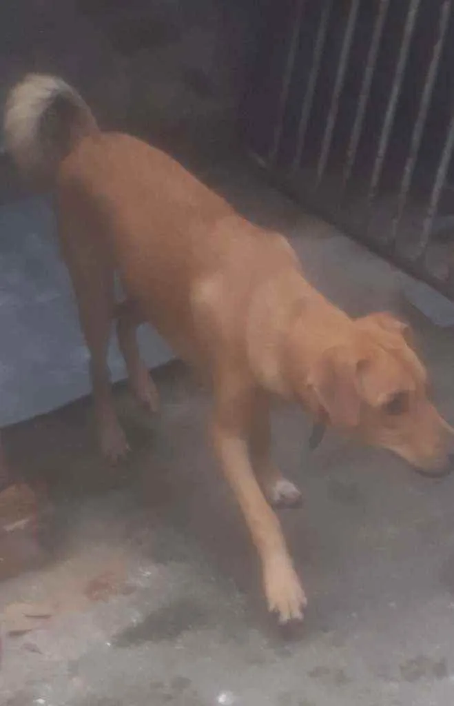 Cachorro ra a Sem raça idade 1 ano nome Sem nome