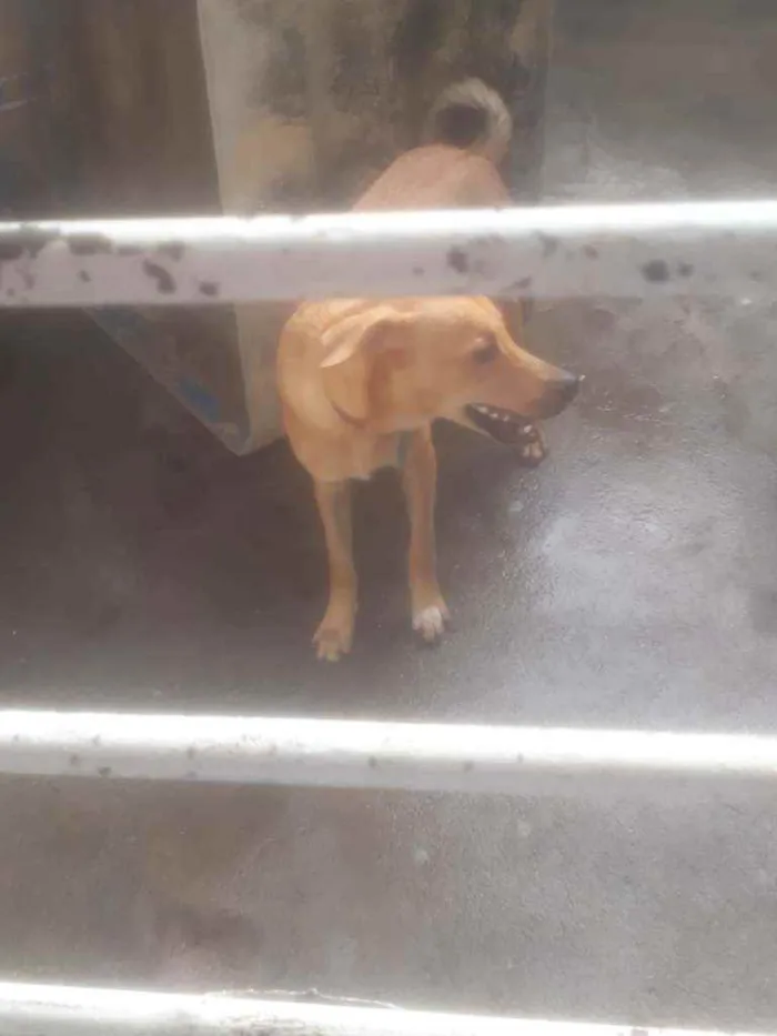 Cachorro ra a Sem raça idade 1 ano nome Sem nome