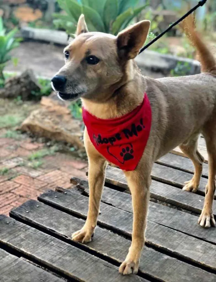 Cachorro ra a SRD idade 3 anos nome Afonso 