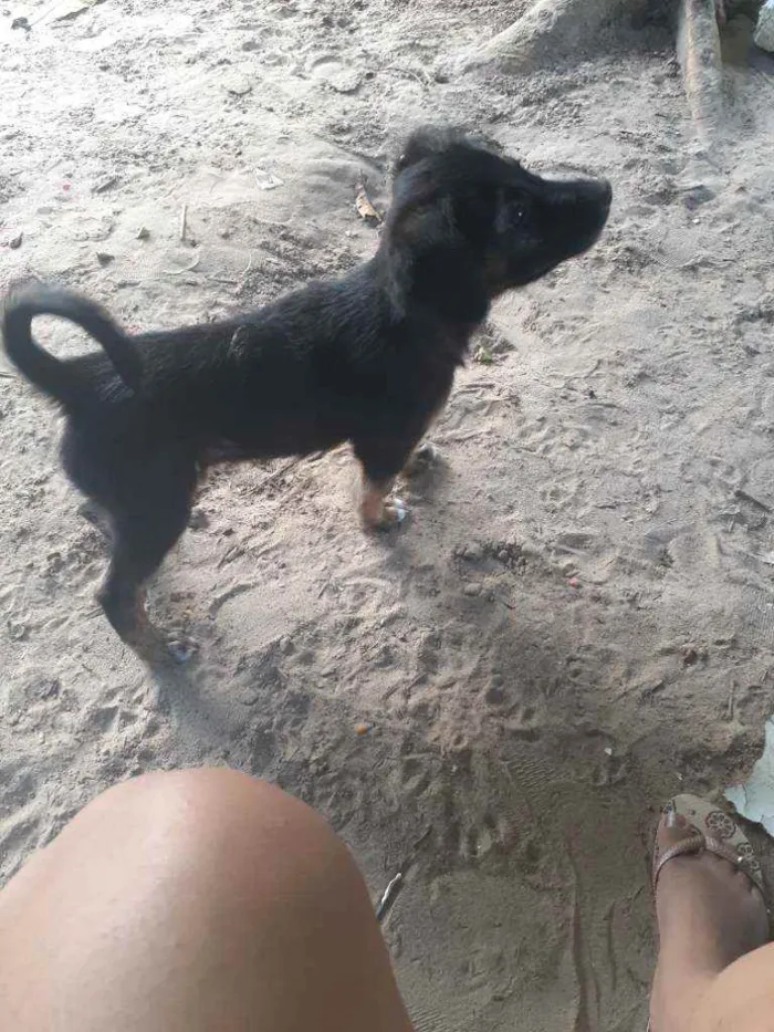 Cachorro raça Vira-lata  idade 2 a 6 meses nome Bethoven