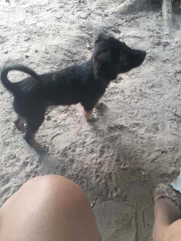 Cachorro raça Vira-lata  idade 2 a 6 meses nome Bethoven