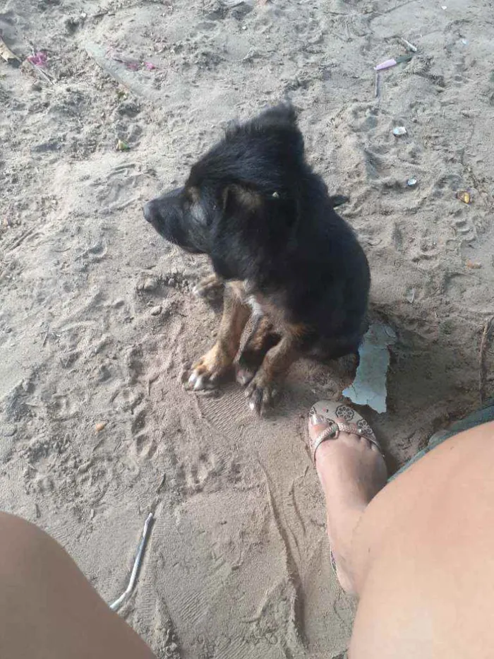 Cachorro raça Vira-lata  idade 2 a 6 meses nome Bethoven
