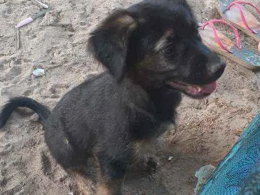 Cachorro raça Vira-lata  idade 2 a 6 meses nome Bethoven