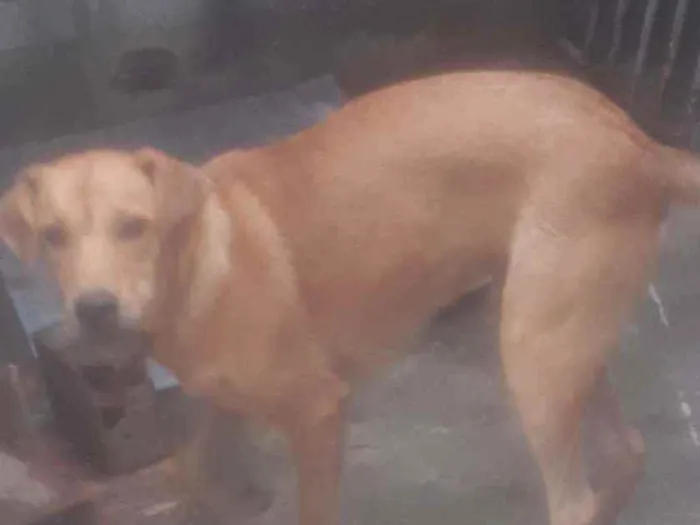 Cachorro ra a Sem raça idade 1 ano nome Sem nome