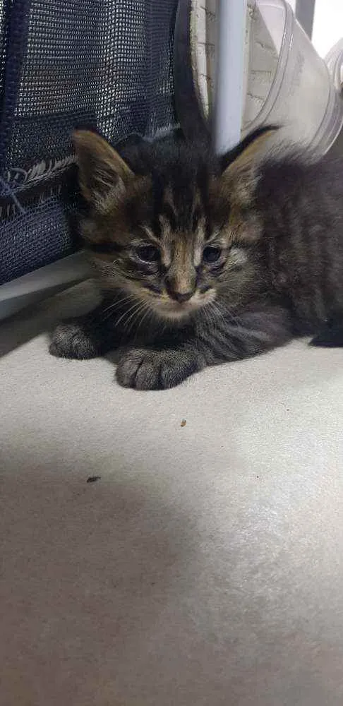 Gato ra a Sem raça  idade Abaixo de 2 meses nome Tigrado