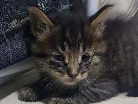 Gato ra a Sem raça  idade Abaixo de 2 meses nome Tigrado