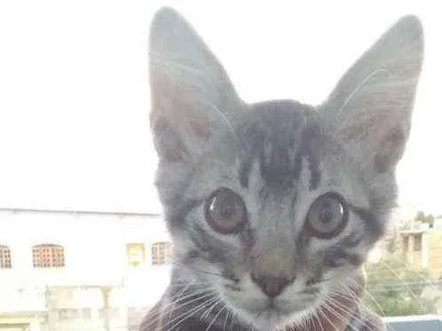 Gato ra a Sem raça  idade Abaixo de 2 meses nome Tigrado