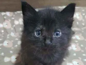 Gato raça Sem raça  idade Abaixo de 2 meses nome Pretinho lindo????