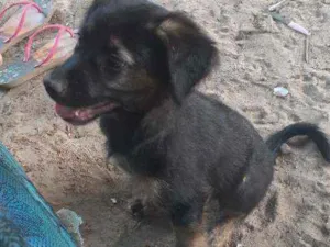 Cachorro raça Vira-lata  idade 2 a 6 meses nome Bethoven