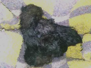 Gato raça  idade Abaixo de 2 meses nome Nenhum