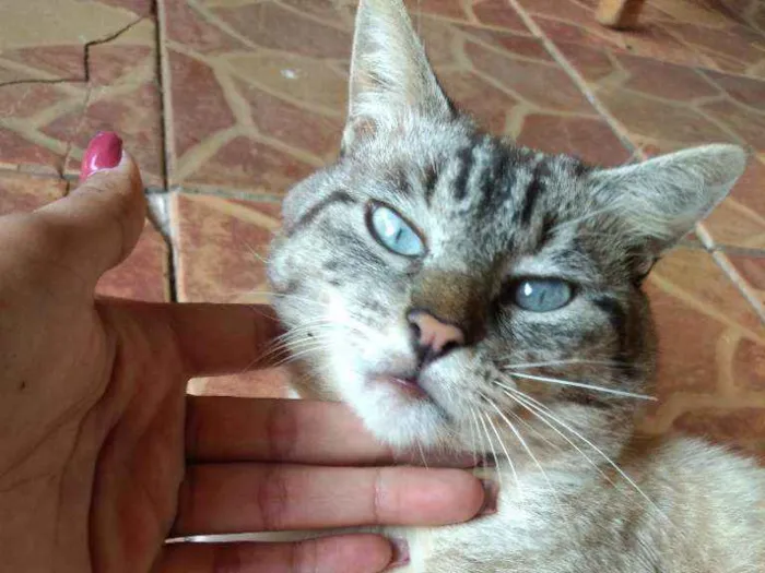 Gato ra a Vira Lata idade 5 anos nome Raimundo