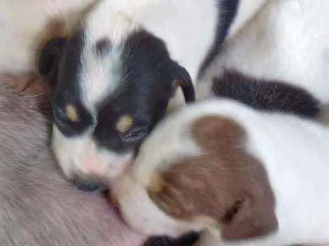 Cachorro ra a Casador idade 1 ano nome Laila