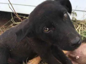 Cachorro raça  idade 2 a 6 meses nome Menino 