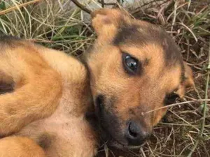 Cachorro raça  idade 2 a 6 meses nome Menino 