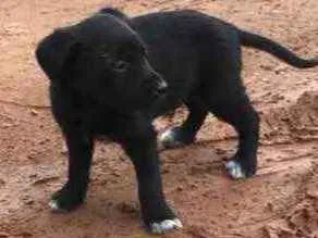 Cachorro raça  idade Abaixo de 2 meses nome Menino 