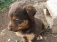 Menino