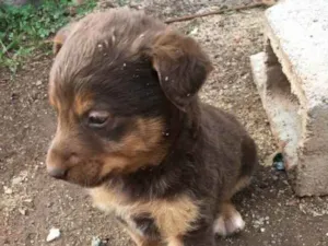 Cachorro raça  idade Abaixo de 2 meses nome Menino