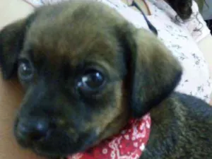 Cachorro raça Indefinida idade 2 a 6 meses nome Noturna