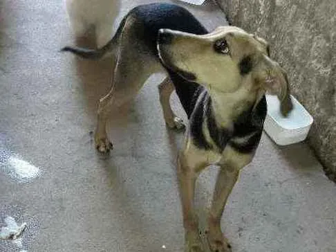 Cachorro ra a Vira lata idade 2 a 6 meses nome Shadow