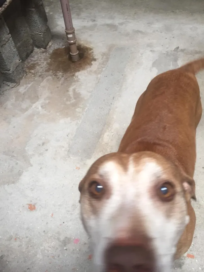 Cachorro ra a Viralata/ Pitbull idade 6 ou mais anos nome Fredi