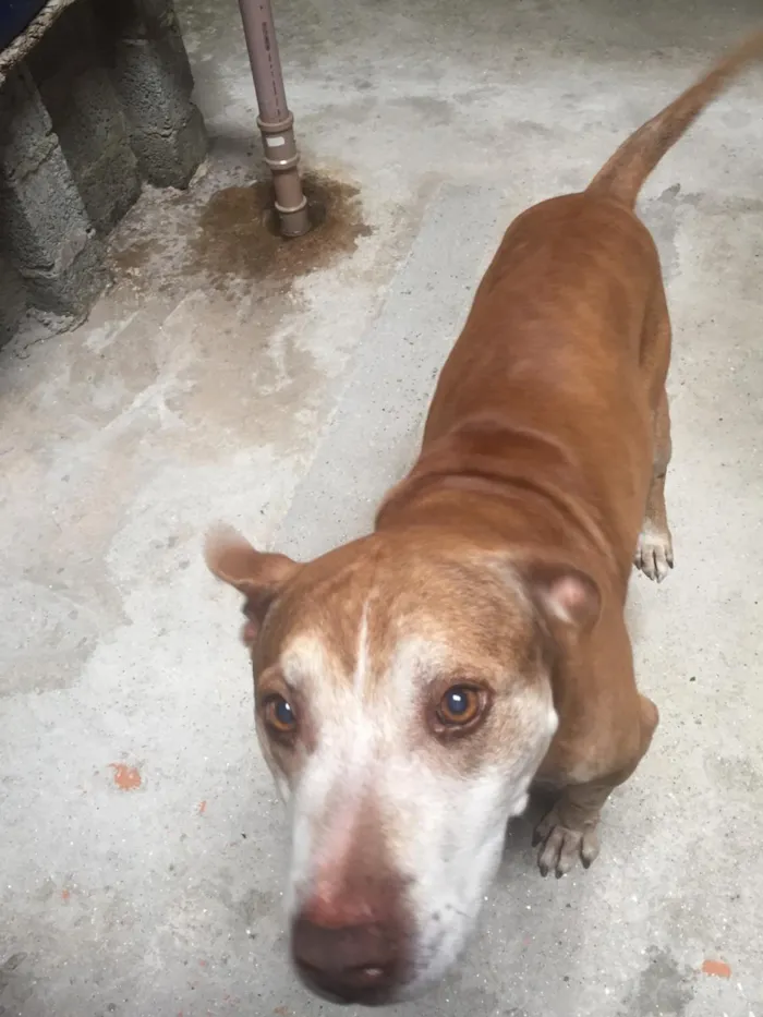 Cachorro ra a Viralata/ Pitbull idade 6 ou mais anos nome Fredi