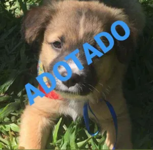 Cachorro raça SRD idade 2 a 6 meses nome Tufão 