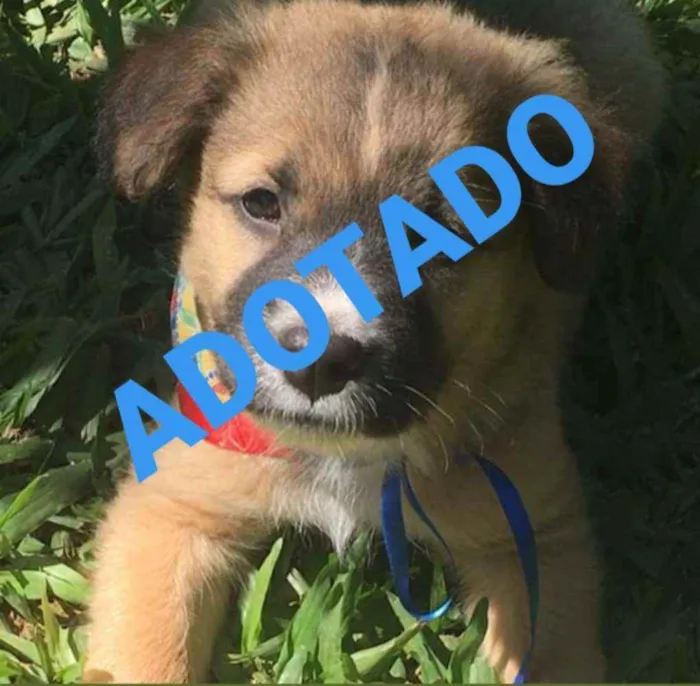 Cachorro ra a SRD idade 2 a 6 meses nome Tufão