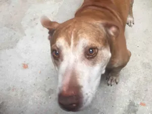 Cachorro raça Viralata/ Pitbull idade 6 ou mais anos nome Fredi