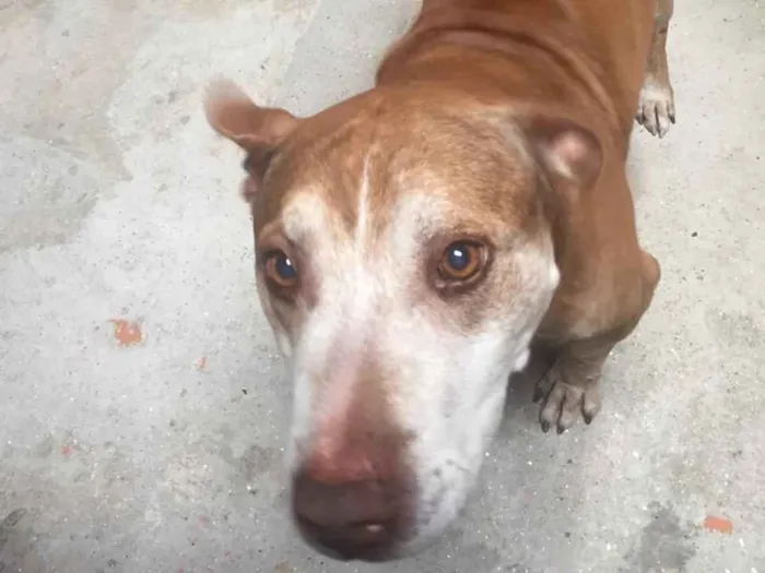 Cachorro ra a Viralata/ Pitbull idade 6 ou mais anos nome Fredi