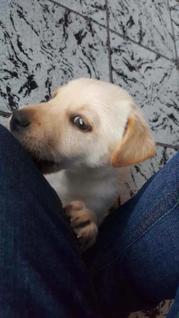 Cachorro ra a vira lata idade Abaixo de 2 meses nome bud