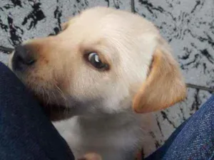 Cachorro raça vira lata idade Abaixo de 2 meses nome bud