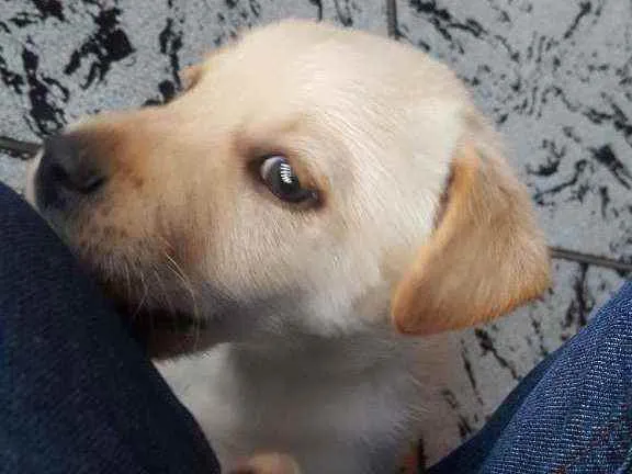 Cachorro ra a vira lata idade Abaixo de 2 meses nome bud