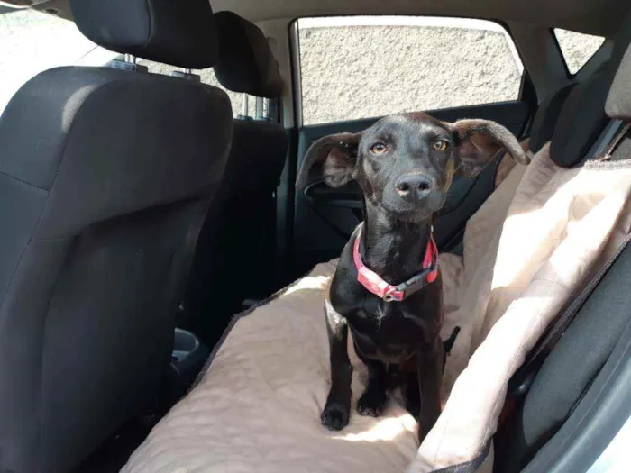 Cachorro raça SRD idade 2 a 6 meses nome Baruk
