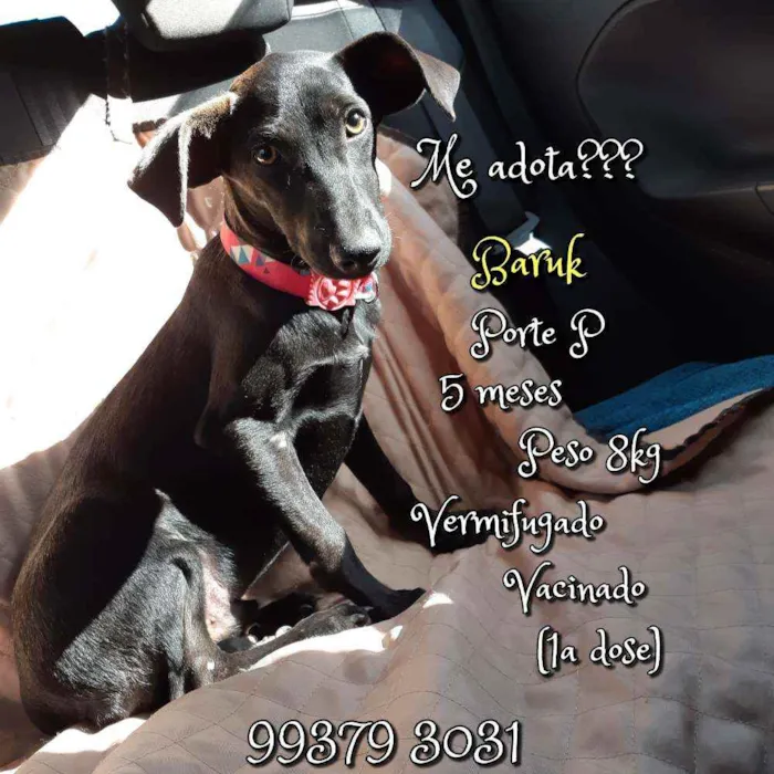 Cachorro raça SRD idade 2 a 6 meses nome Baruk