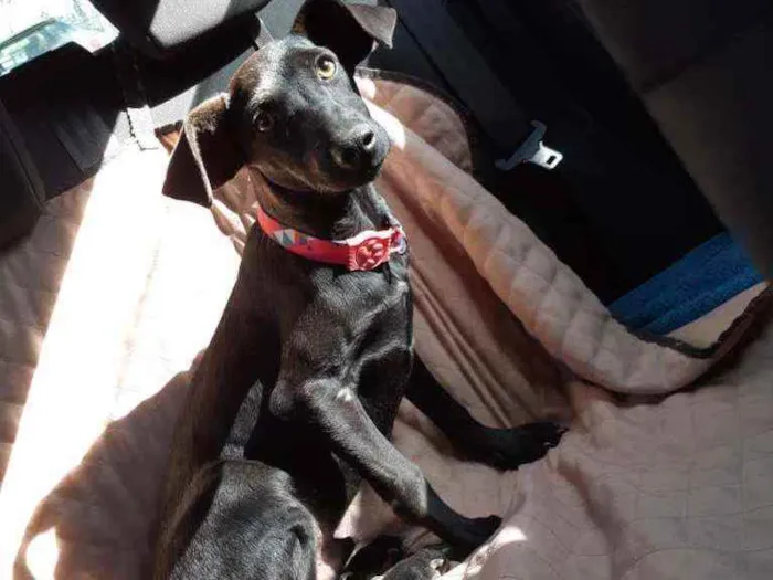 Cachorro raça SRD idade 2 a 6 meses nome Baruk