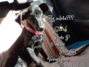 Cachorro raça SRD idade 2 a 6 meses nome Baruk