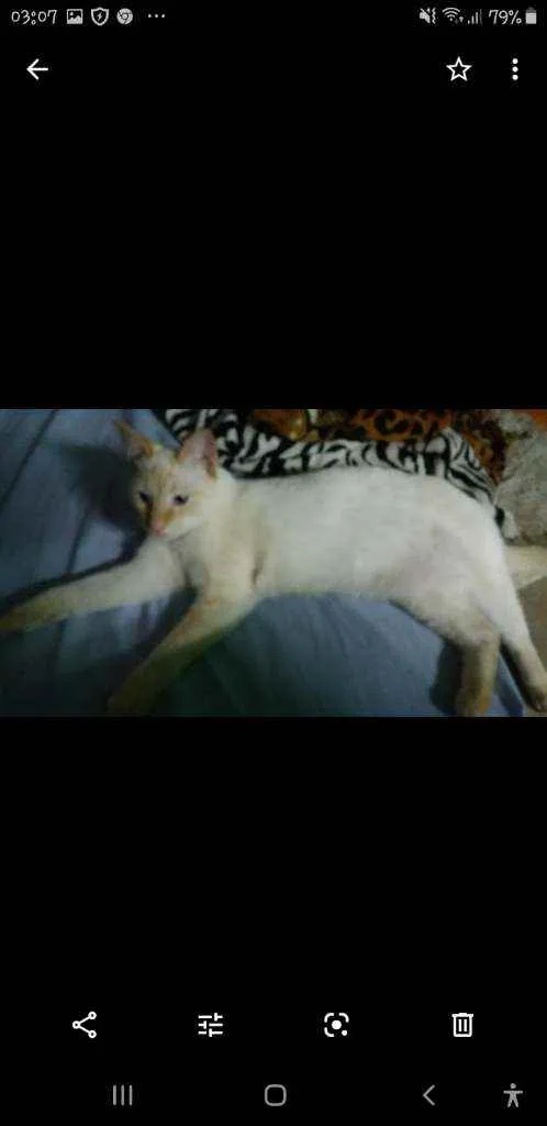 Gato ra a Sem idade 3 anos nome Tonico