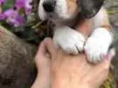 Cachorro ra a SRD idade 1 ano nome ...
