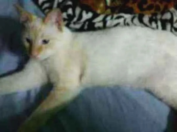 Gato ra a Sem idade 3 anos nome Tonico